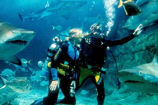 墨爾本海洋生物水族館與鯊魚共潛體驗