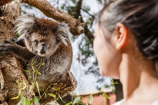 阿得雷德動物園門票