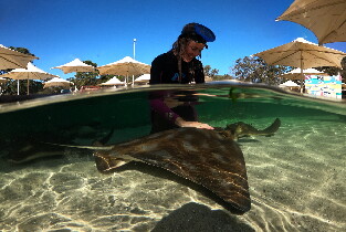 Irukandji Shark & Ray Encounters 水族館門票