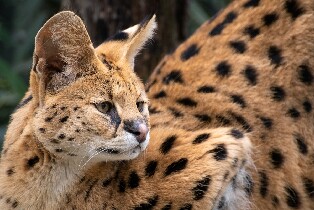 莫戈野生動物園門票