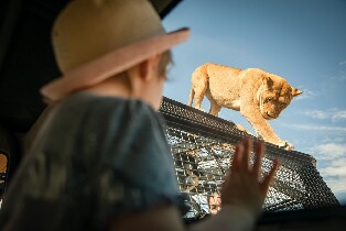 阿德萊德莫納託野生動物園360度觀獅體驗圖片