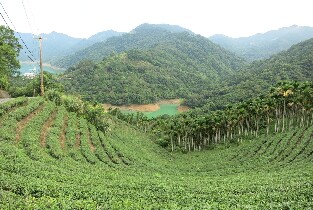 貓空纜車 & 坪林茶莊 & 石碇千島湖一日遊