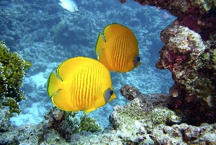 新北貢寮龍洞潛水體驗免證照