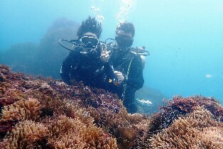 新北龍洞四季灣潛水體驗（免潛水執照）