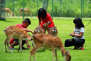 嘉義阿裏山逐鹿部落門票