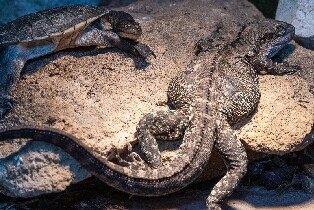 澳大利亞Ranger Red's 動物園門票