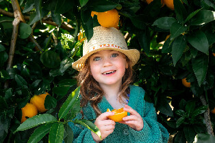 1 小時墨爾本亞拉河谷果園之旅