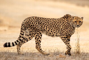 莫納託野生動物園獵豹體驗