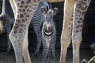 阿姆斯特丹阿提斯皇家動物園門票