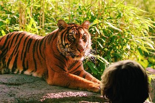 鹿特丹動物園門票