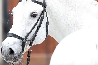 維也納西班牙騎術學校之旅