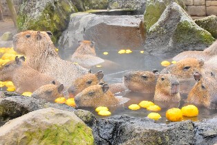 伊豆仙人掌動物園門票
