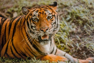菲律賓宿霧野生動物園門票