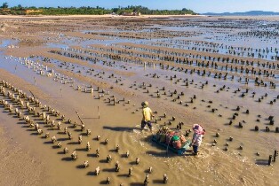 金門: 古寧頭石蚵系列在地體驗