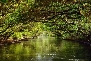 臺南四草綠色隧道門票