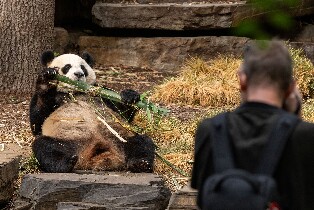 阿德萊德動物園熊貓及動物之旅（含門票）