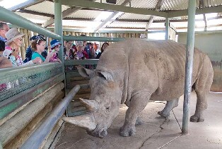 莫納托野生動物園：黑白犀牛互動體驗