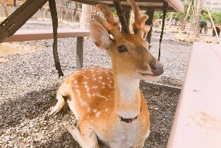 屏東墾丁墾草趣親子園區門票