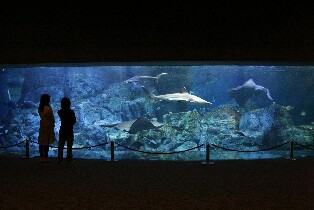 大分海洋宮殿水族館海之卵門票