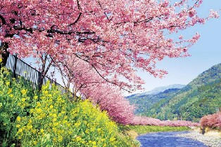 日本河津櫻+淨蓮瀑布+伊豆修善寺一日遊