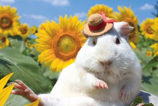 日本成田夢牧場門票