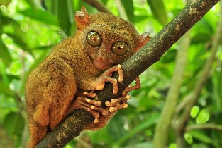薄荷島一日遊：巧克力山、眼鏡猴、羅博河遊船