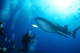 鯨鯊共遊浮潛／潛水／Fun Dive潛水體驗