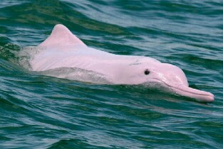 香港中華白海豚觀賞之旅