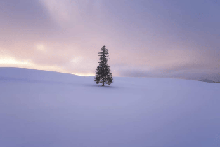 【中英粵導遊】北海道夜景：旭山動物園&青池&精靈露臺一日遊