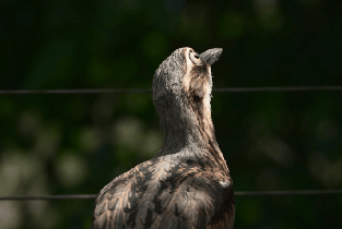凱恩斯庫蘭達鳥類世界門票