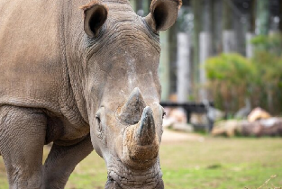 悉尼動物園門票