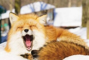 新宿出發 |【日本東北二日遊】銀山溫泉 藏王樹冰 狐貍村（中英文導遊）