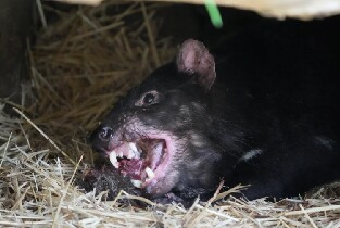 塔斯馬尼亞惡魔動物園門票
