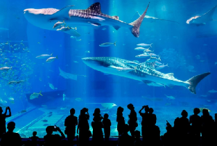 美之島觀光巴士一日遊（那覇出發）