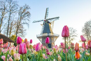 從安特衛普出發，前往庫肯霍夫花園及風車一日遊
