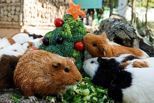 臺南頑皮世界野生動物園門票