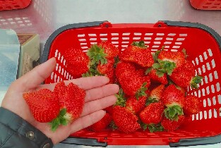 苗栗吉軒農場採草莓體驗券圖片