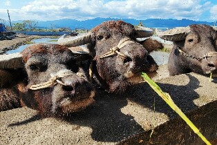牛頭司親子農場門票