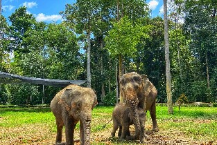 吉隆坡文冬大象保育中心一日遊（含餐點及接送）