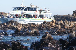 澳洲菲利普島尋訪海豹遊船之旅