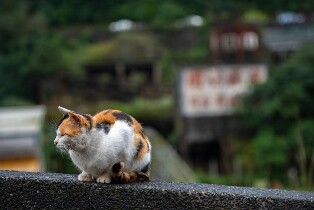 九份、十分和猴硐貓村私人一日遊