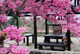 臺中福壽山農場 & 梨山一日遊