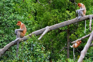 沙巴Nanamun Kawa River野生動物＆日落螢火蟲遊船