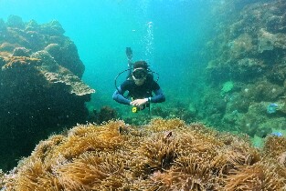 富國島專業探索水肺潛水