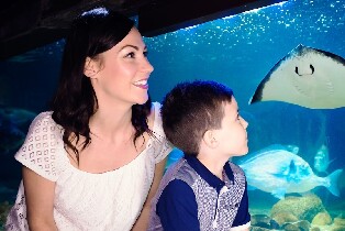 布蘭肯貝爾格海洋生物館 (Sea Life Blankenberge) 門票