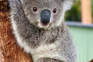 與小動物親密互動、體驗迴旋鏢和燒烤午餐