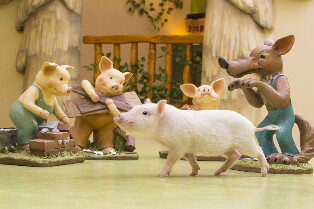 原宿Micro Pig Cafe迷你豬咖啡廳體驗