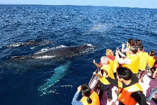 【那霸出發】沖繩賞鯨體驗