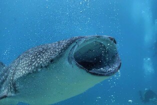 歐斯陸鯨鯊浮潛與巴迪恩峽谷溯溪水上探險