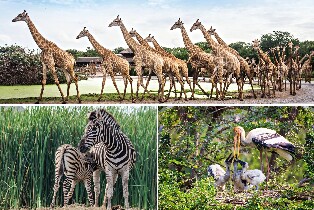 曼谷賽佛瑞野生動物園 & 巧克力莊園全日小團遊